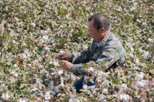 智能農(nóng)機(jī)助力新疆棉花生產(chǎn)，今年同比增長4.1%