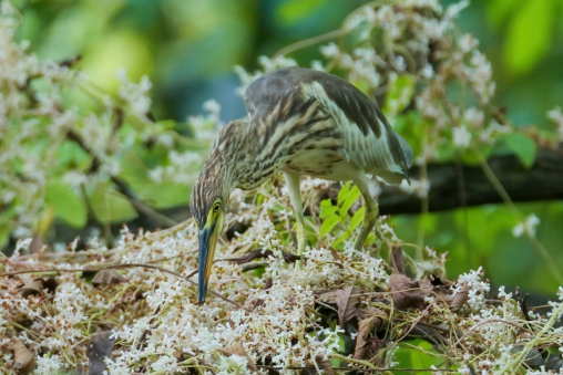 800mm焦距下的野鳥之美