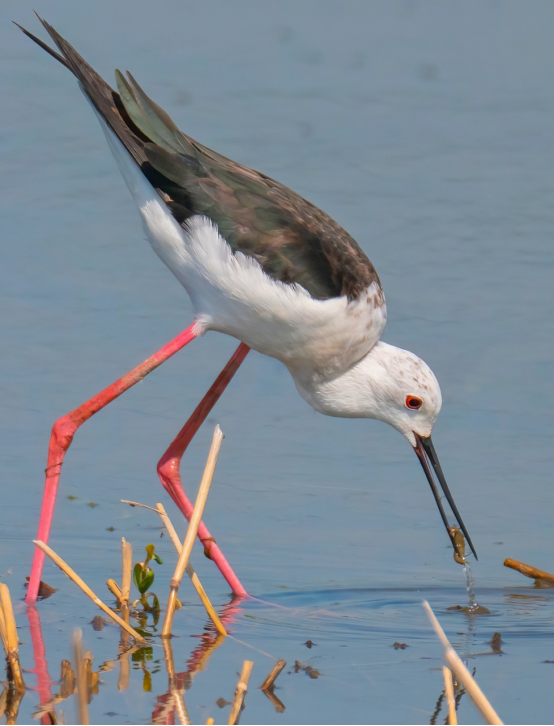 800mm焦距下的野鳥之美