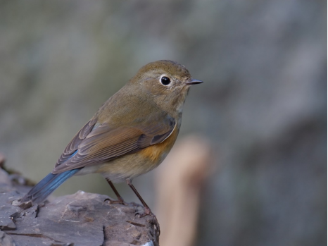 800mm焦距下的野鳥之美