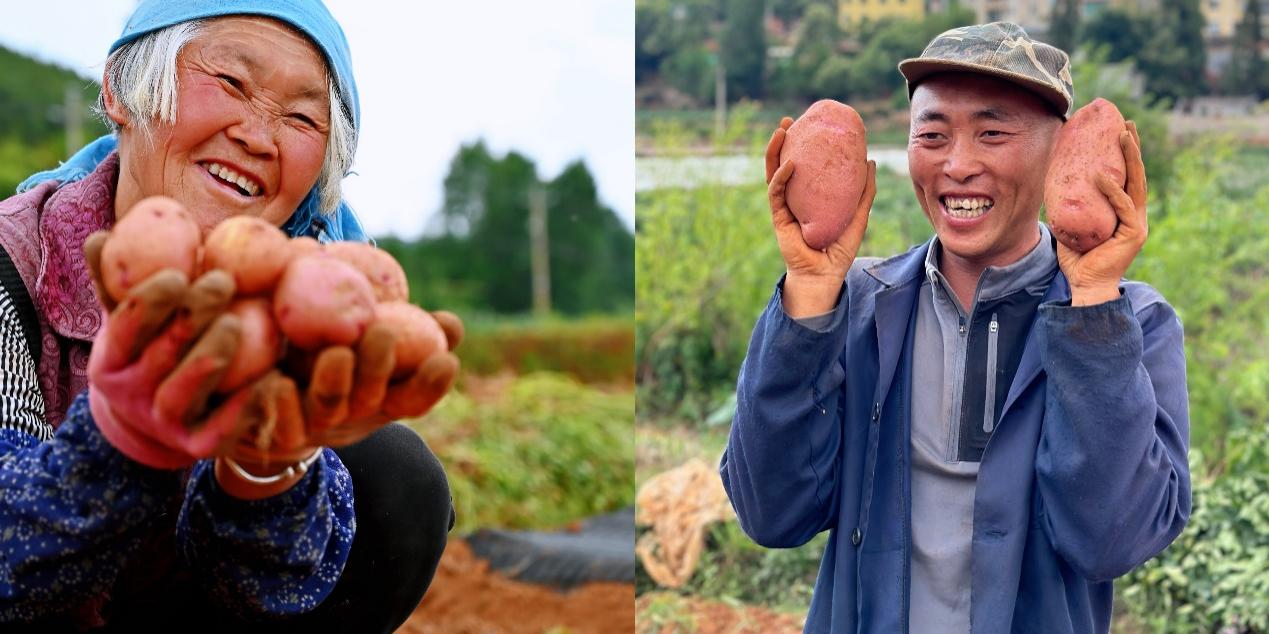 5月底，尋甸回族彝族自治縣倘甸鎮(zhèn)的薯農(nóng)們正忙著收獲洋芋.jpg